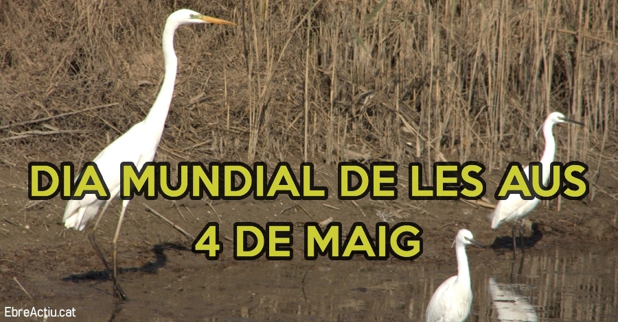D�a mundial de las aves 2019