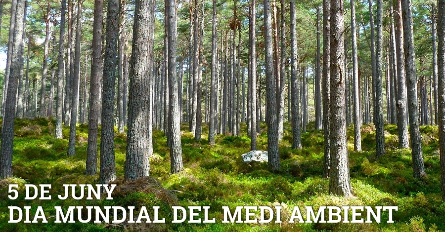 D�a Mundial del Medio Ambiente