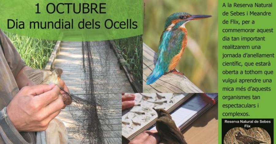 Dia Mundial dels Ocells. Jornada d�anellament cient�fic d�ocells