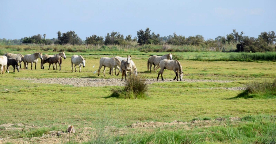 Sant Jaume d&rsquo;Enveja | EbreActiu.cat, revista digital d&rsquo;oci actiu | Terres de l&rsquo;Ebre ...