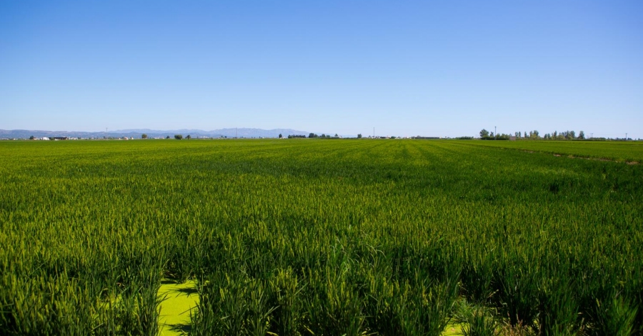 Sant Jaume d’Enveja | EbreActiu.cat, revista digital de ocio activo | Terres de l’Ebre... Sant Jaume d’Enveja | EbreActiu.cat, revista digital de ocio activo | Terres de l’Ebre...