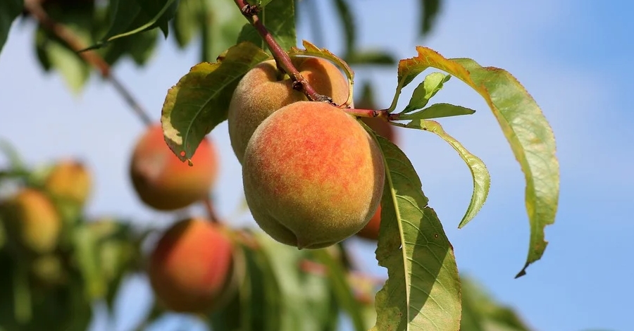 Les previsions de collita de préssec i nectarina a Catalunya apunten un descens del 18,6% en relació a l’any passat | EbreActiu.cat, revista digital d’oci actiu | Terres de l’Ebre ... Les previsions de collita de préssec i nectarina a Catalunya apunten un descens del 18,6% en relació a l’any passat | EbreActiu.cat, revista digital d’oci actiu | Terres de l’Ebre ...