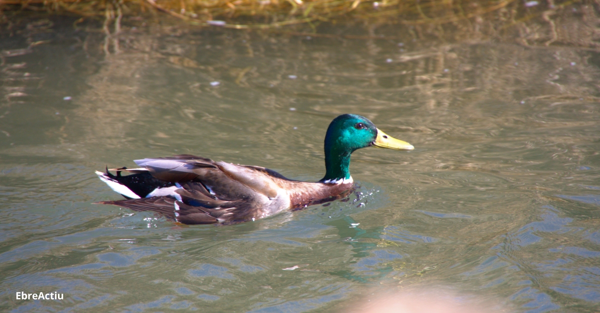 El nombre d’ocells aqutics hivernants a Catalunya disminueix en 80.000 exemplars respecte de 2020 | EbreActiu.cat, revista digital d’oci actiu | Terres de l’Ebre ...