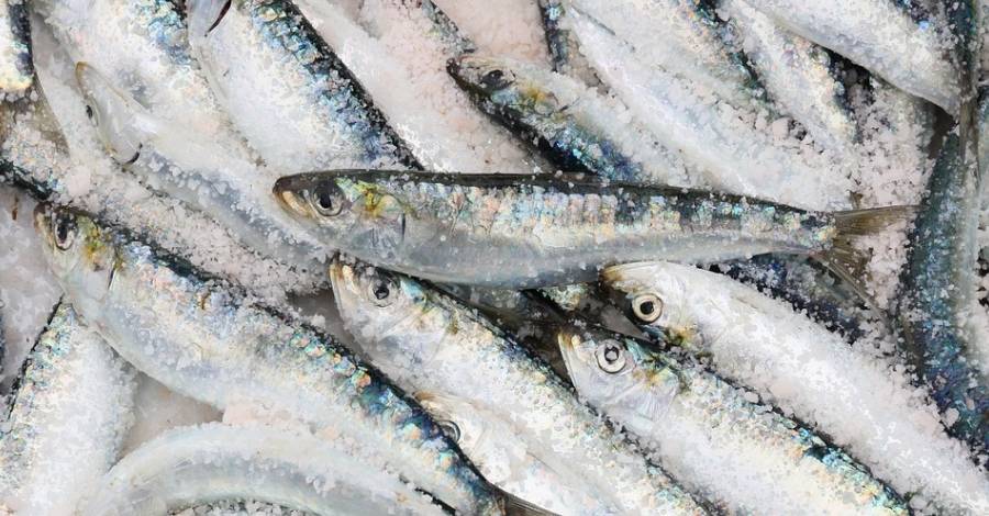 Un estudi indica que disminueix la mida del peix blau a Catalunya