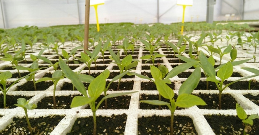 Comença la distribució de planter de varietats agrícoles tradicionals al Parc Natural de Montsant | EbreActiu.cat, revista digital d’oci actiu | Terres de l’Ebre ... Comença la distribució de planter de varietats agrícoles tradicionals al Parc Natural de Montsant | EbreActiu.cat, revista digital d’oci actiu | Terres de l’Ebre ...