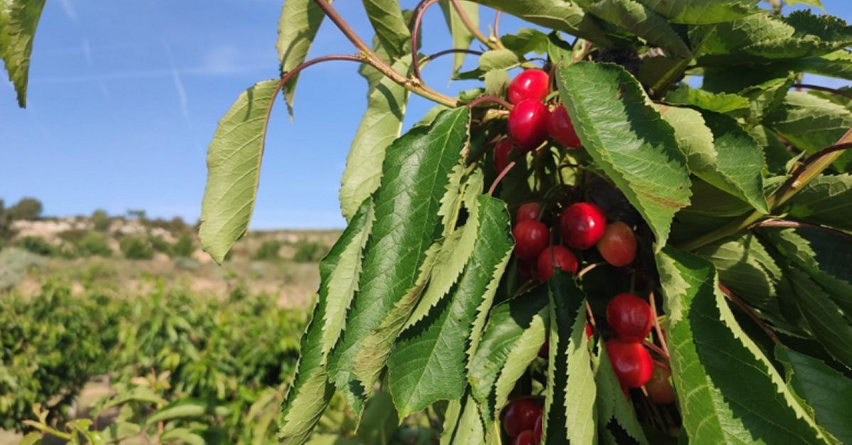 El Consell Comarcal de la Terra Alta presenta sis plans dacci per fomentar i consolidar la diversificaci del sector agroalimentari