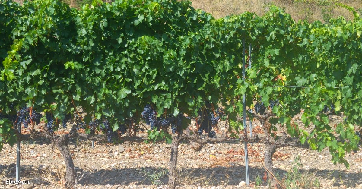 Els cellers de la DOQ Priorat han iniciat la verema de les varietats ms primerenques 