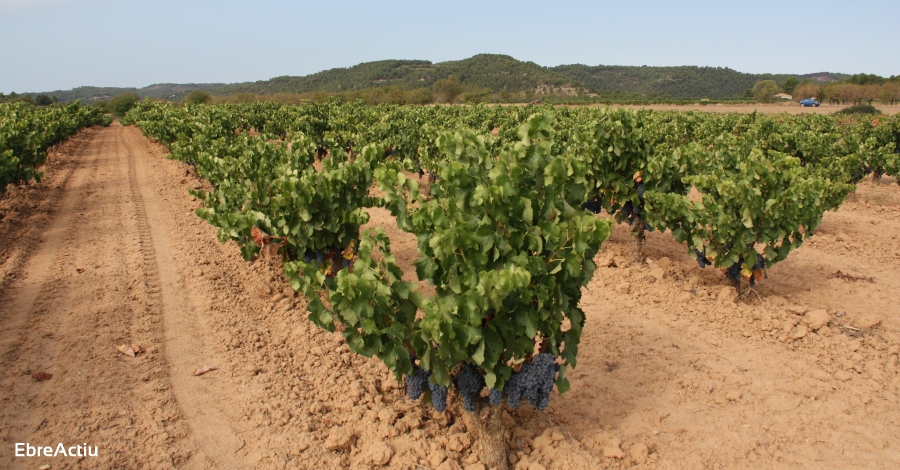 La DO Terra Alta celebra l’adopció de mesures extraordinàries per al sector del vi | EbreActiu.cat, revista digital d’oci actiu | Terres de l’Ebre ... La DO Terra Alta celebra l’adopció de mesures extraordinàries per al sector del vi | EbreActiu.cat, revista digital d’oci actiu | Terres de l’Ebre ...