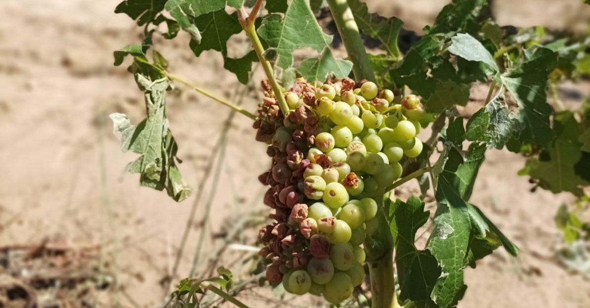La DO Terra Alta demana ajuts per als viticultors afectats per les ltimes pedregades