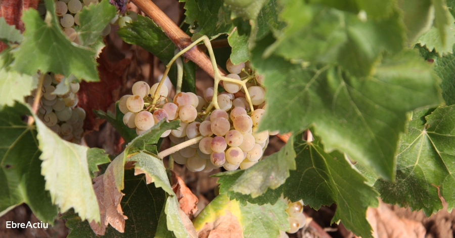La DO Terra Alta adopta mesures extraordinries per ajudar a cellers i viticultors durant la crisi del Covid-19