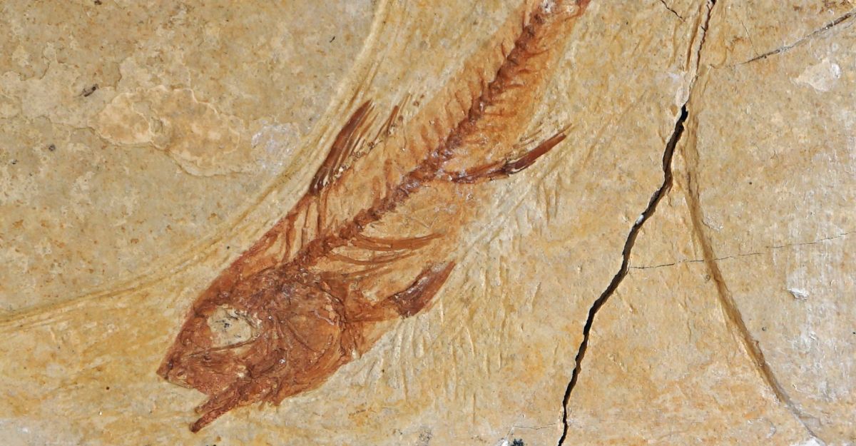 LAjuntament de Santa Brbara i el Museu de les Terres de l’Ebre documenten ms de 3.100 peces paleontolgiques i minerals