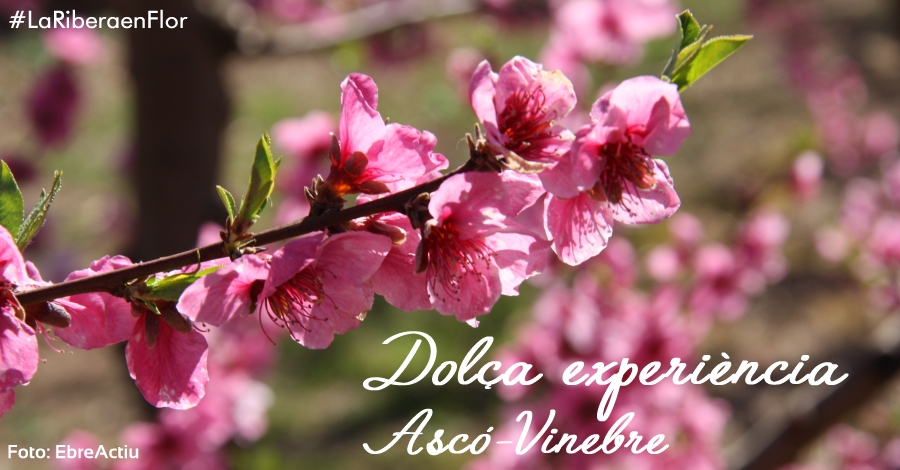 Dol�a Experi�ncia Asc�-Vinebre #LaRiberaenFlor