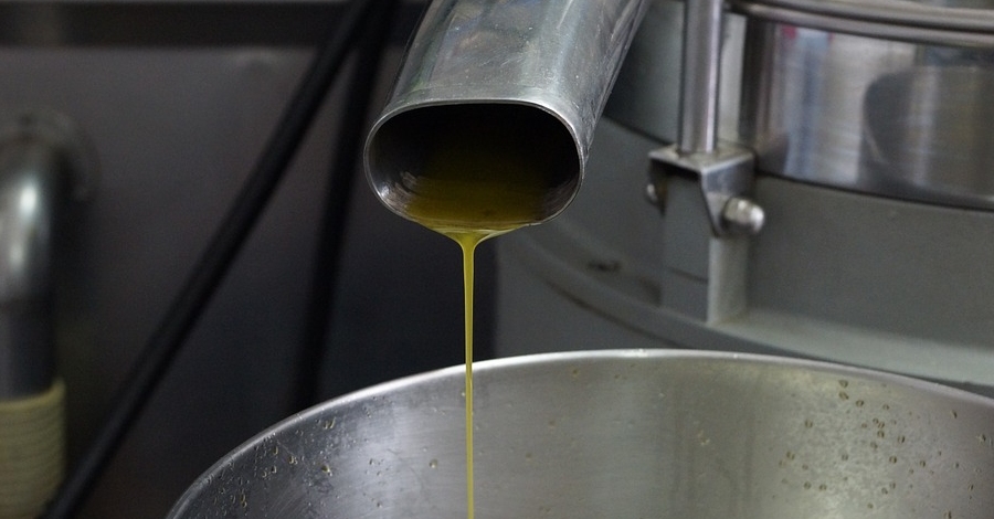 La Denominaci d’Origen Protegida Oli de Terra Alta comena la campanya de recollida d’olives
