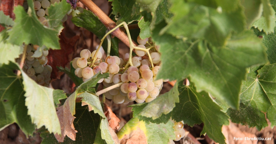 La DO Terra Alta califica de espectacular la vendimia de este año | EbreActiu.cat, revista digital de ocio activo | Terres de l’Ebre... La DO Terra Alta califica de espectacular la vendimia de este año | EbreActiu.cat, revista digital de ocio activo | Terres de l’Ebre...
