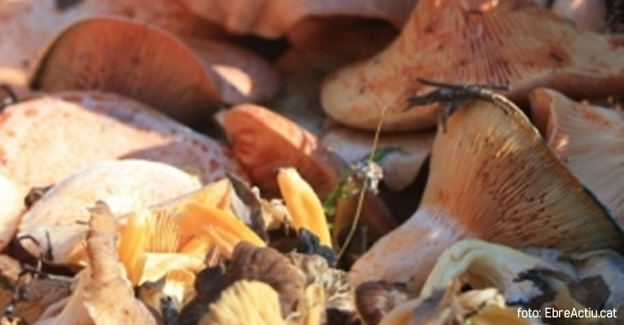 Bones pràctiques per a collir bolets | EbreActiu.cat, revista digital d’oci actiu | Terres de l’Ebre ... Bones pràctiques per a collir bolets | EbreActiu.cat, revista digital d’oci actiu | Terres de l’Ebre ...