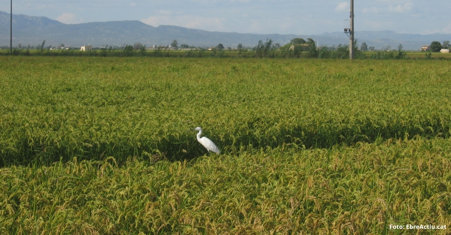L’Ebre necessita aportar entre 1,2 i 3,5 milions de tones més de sediments per frenar la subsidència al Delta | EbreActiu.cat, revista digital d’oci actiu | Terres de l’Ebre ... L’Ebre necessita aportar entre 1,2 i 3,5 milions de tones més de sediments per frenar la subsidència al Delta | EbreActiu.cat, revista digital d’oci actiu | Terres de l’Ebre ...