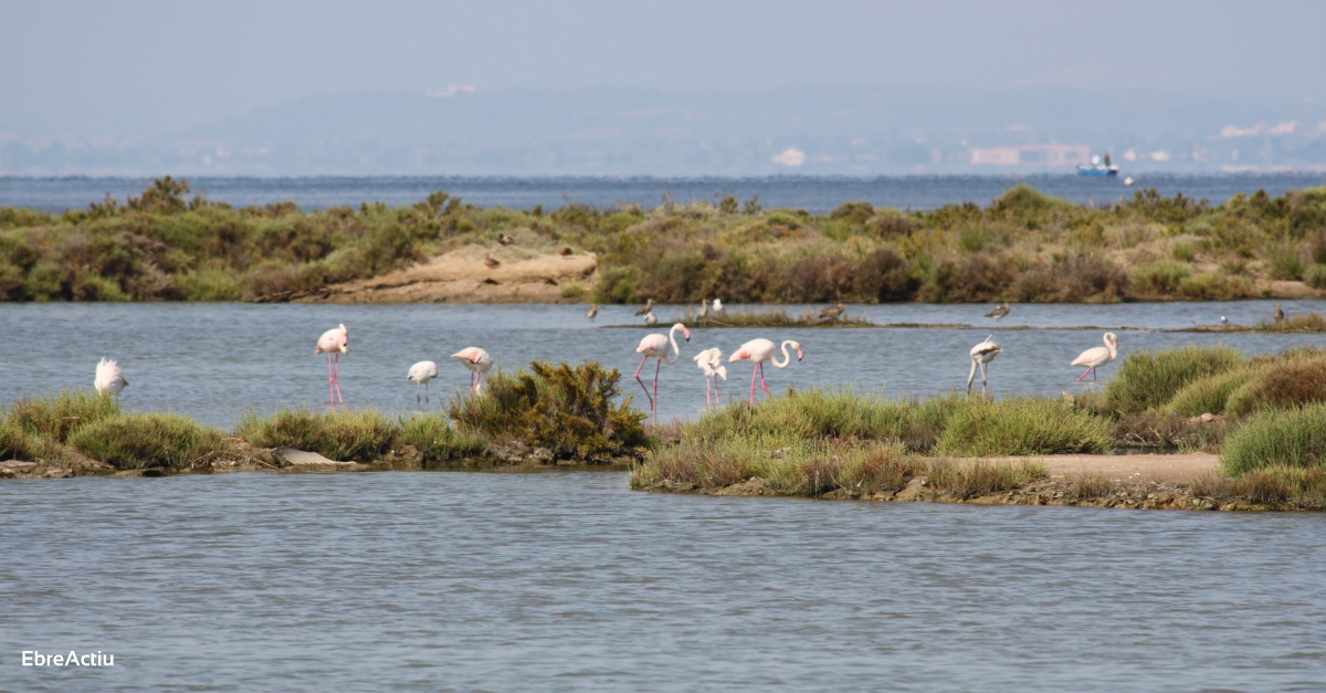 Ecologistes en Acci reclama iniciar ja el trasllat de sediments dels embassaments per salvar el delta de lEbre
