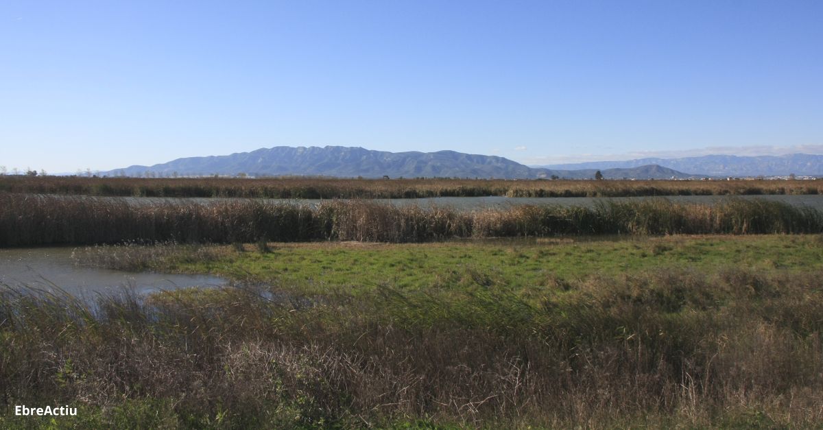 Les entitats ecologistes reclamen ms inversions per a restauracions ambientals a les zones humides del delta de l’Ebre