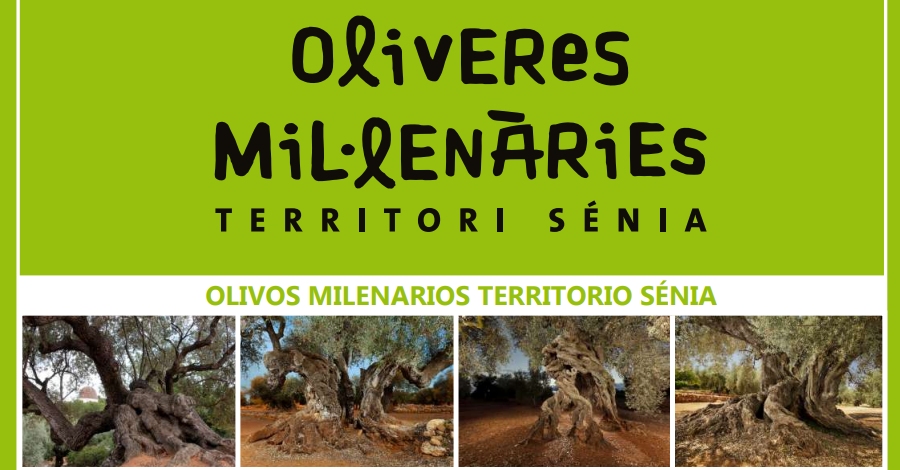 Editen un opuscle per facilitar la visita a les oliveres millenries del Territori Snia
