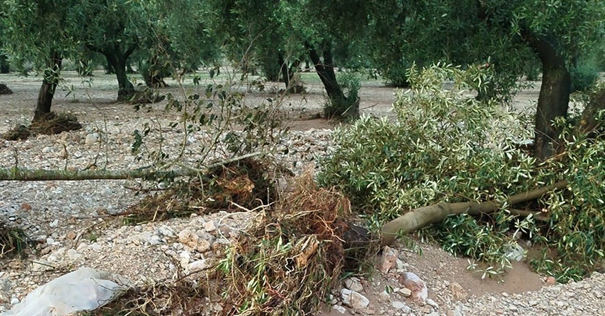 La DANA deixaria prdues de collita d’un 40% en ctrics i 30% en olivera a zones de Baix Ebre i Montsi | EbreActiu.cat, revista digital d’oci actiu | Terres de l’Ebre ...