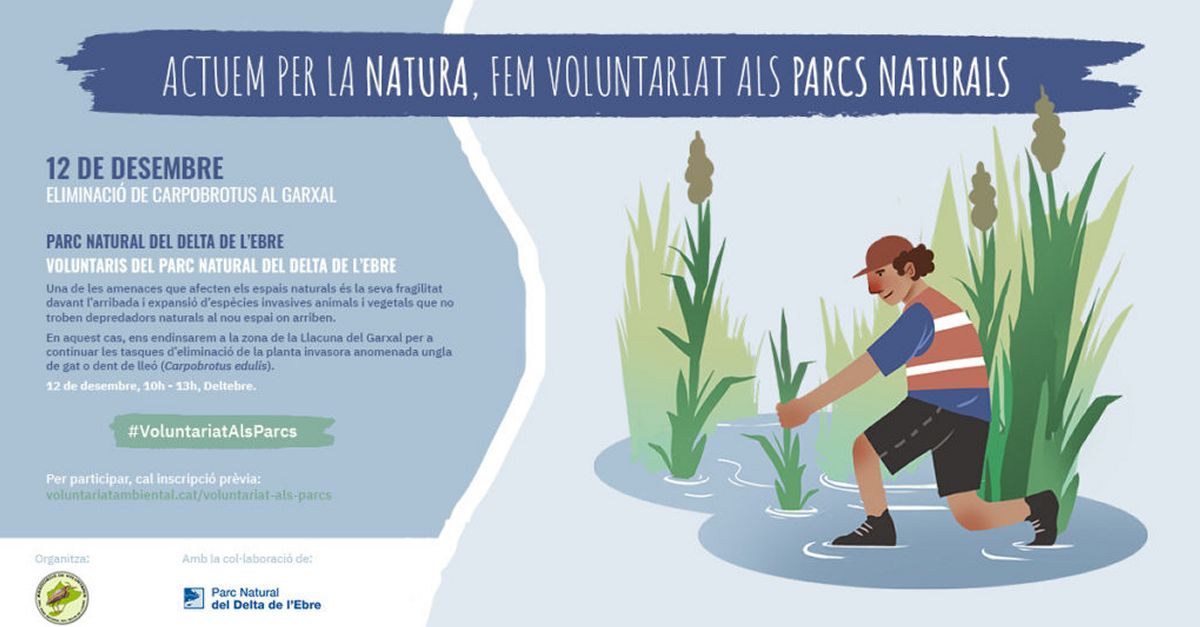 Eliminaci�n de carpobrotus en el Garxal