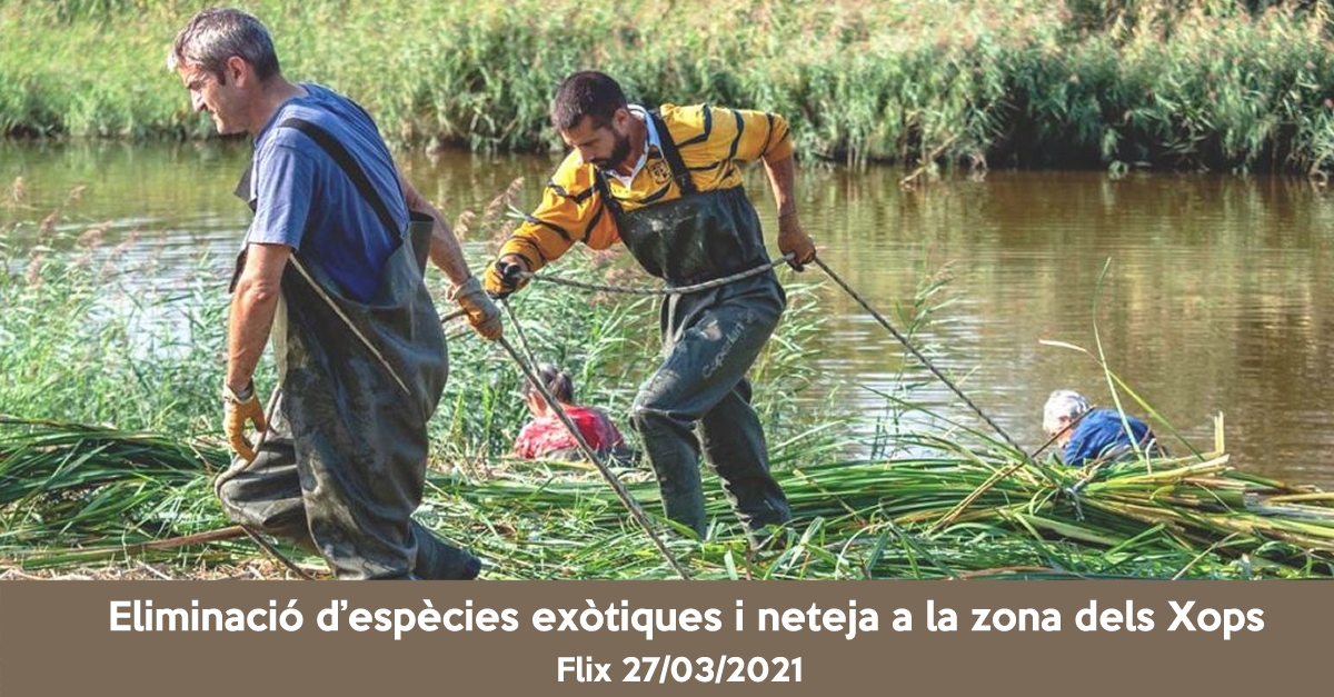 Eliminaci�n de especies ex�ticas y limpieza a la zona dels Xops