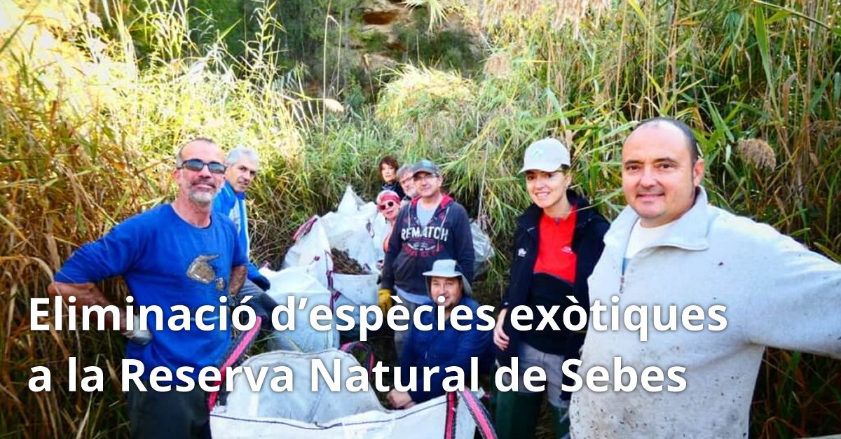 Jornada de voluntariado: Retirada de especias ex�ticas en la Reserva Natural de Sebes