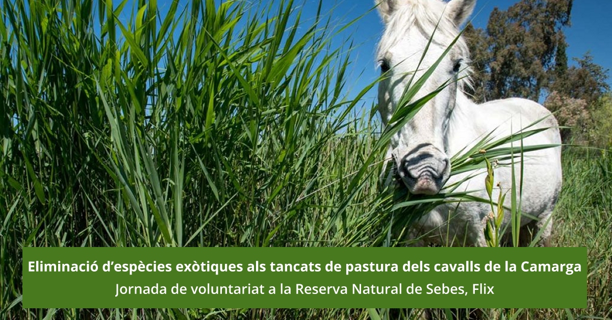 Eliminaci� d�esp�cies ex�tiques als tancats de pastura dels cavalls de la Camarga [AJORNAT]