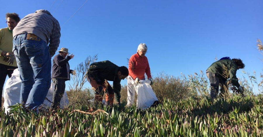 Eliminaci�n de plantas invasoras en la Tancada