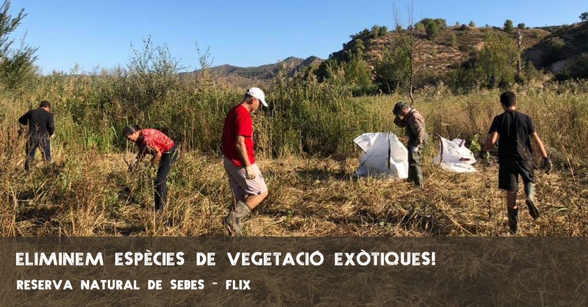 Extracci� d�esp�cies de vegetaci� ex�tiques a la Reserva Natural de Sebes