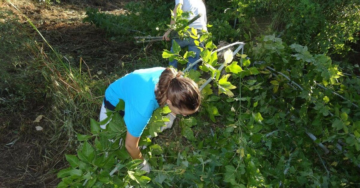 Eliminemos vegetaci�n ex�tica