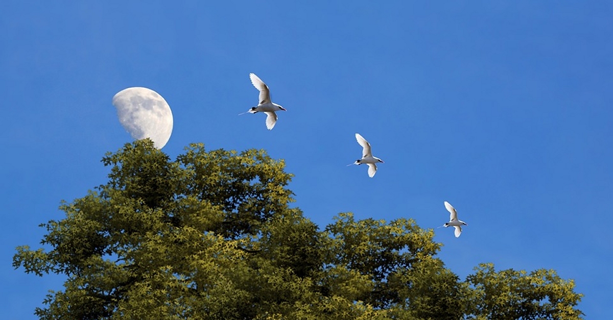 M�nNatura Delta: contacontes Els Ocells i la Lluna