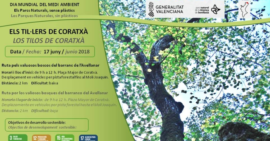 Sortida: Els til�lers de Coratx�