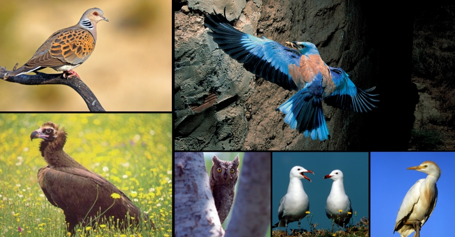 El projecte de conservaci del 6 Delta Birding Festival lescolliran els visitants