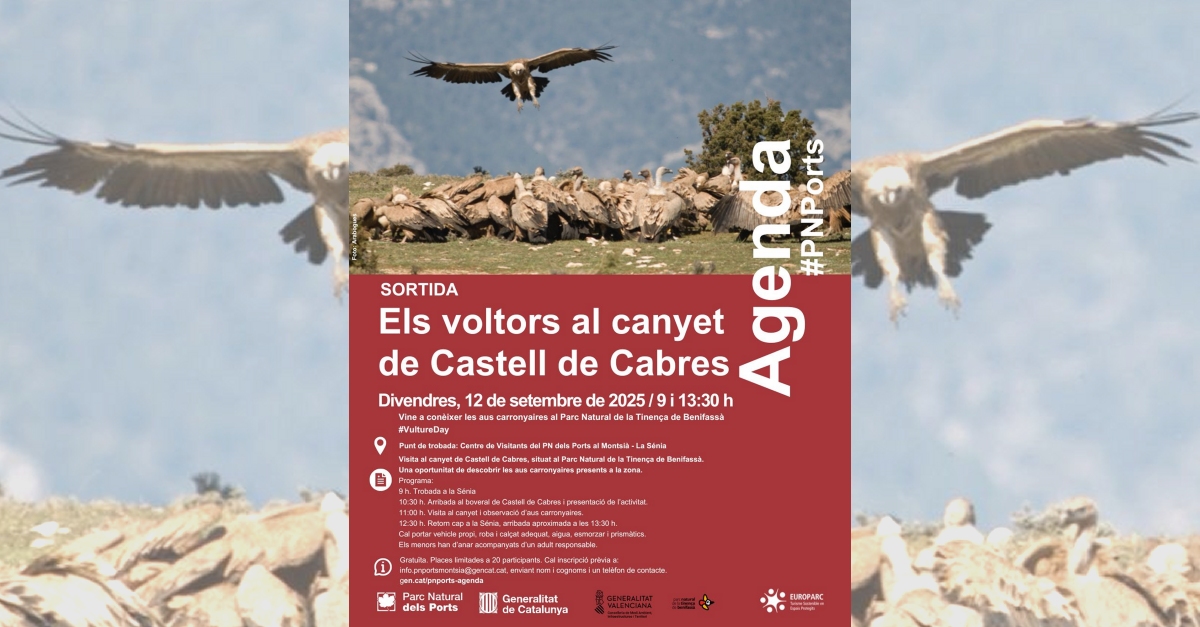 Els voltors al canyet de Castell de Cabres