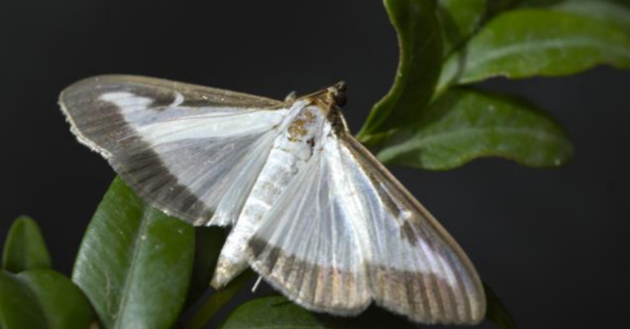 Leruga defoliadora del boix a les proximitats del Parc Natural dels Ports