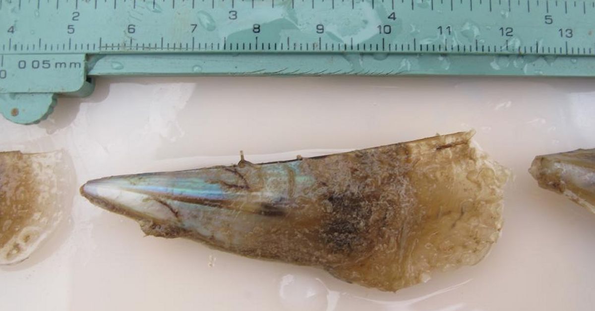 Es confirma larribada de larves de Pinna nobilis (Nacra) a la Reserva Natural Marina dIrta