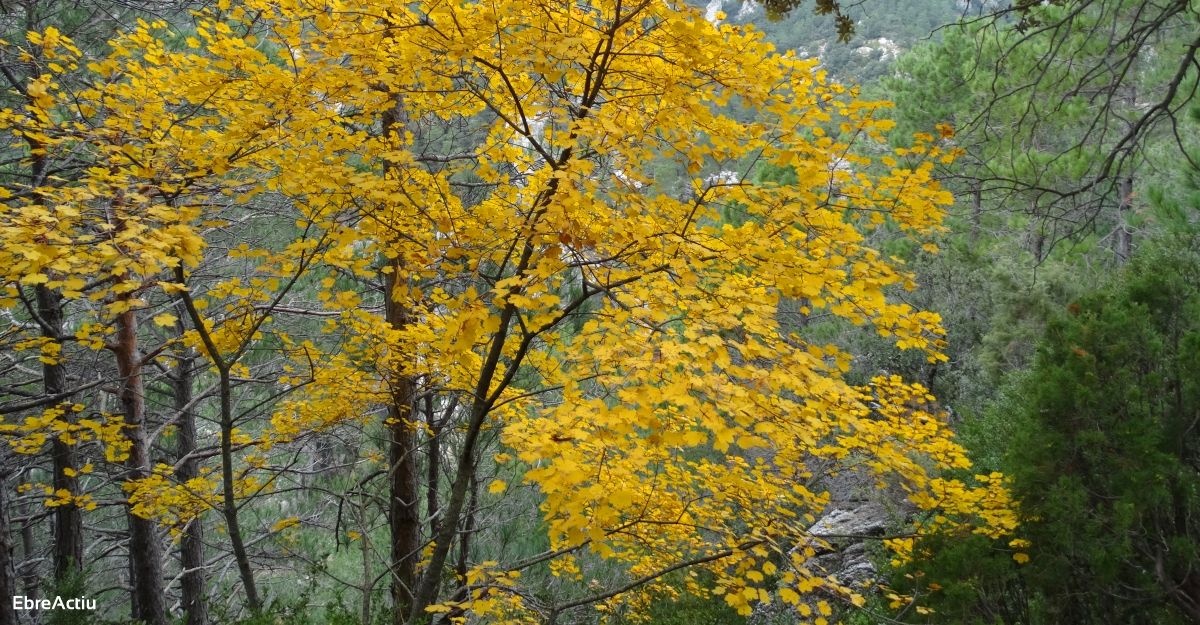 Se crea la Agncia de la Natura de Catalunya