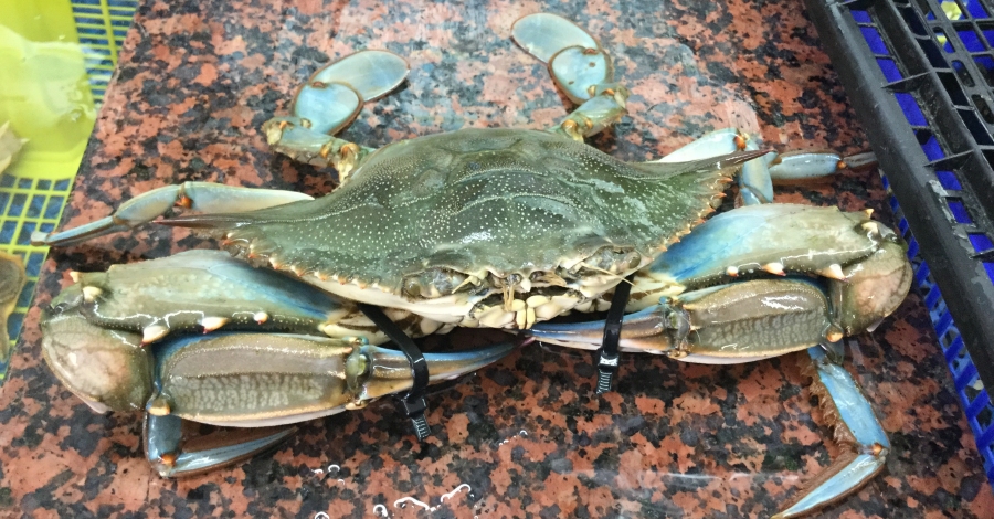 Les captures de cranc blau es mantenen, per doblen el preu a la llotja de la Rpita a una setmana de Nadal | EbreActiu.cat, revista digital d’oci actiu | Terres de l’Ebre ...