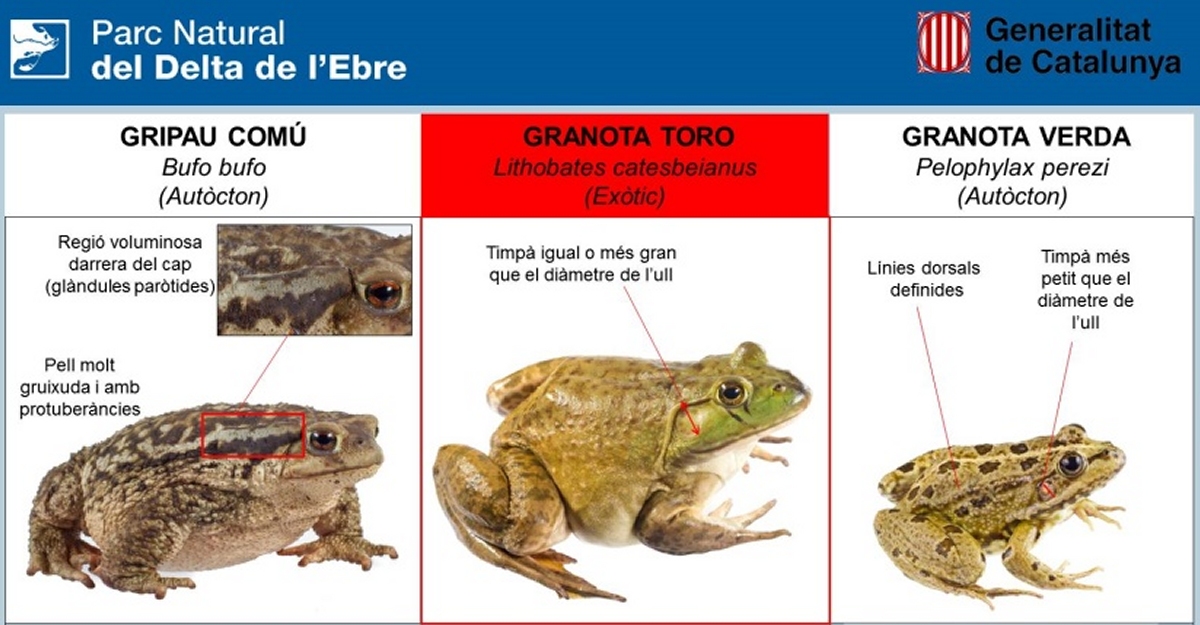 La granota toro es torna a veure al Parc Natural del Delta de l&rsquo;Ebre | EbreActiu.cat, revista digital d&rsquo;oci actiu | Terres de l&rsquo;Ebre ...