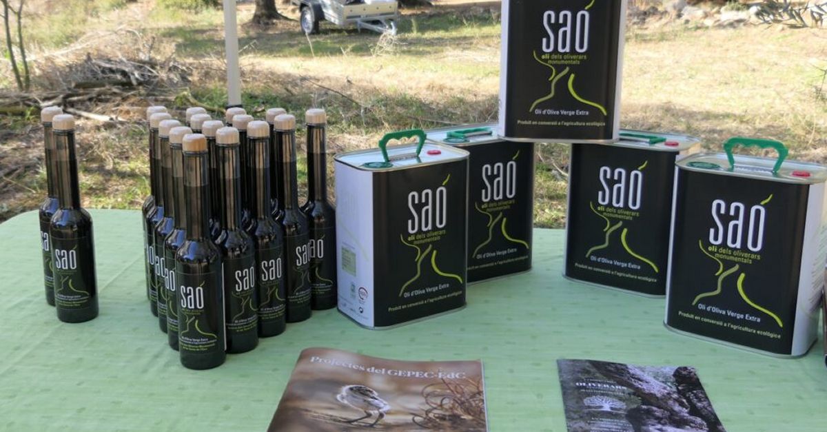 Sa, loli que salva les oliveres monumentals de les Terres de lEbre