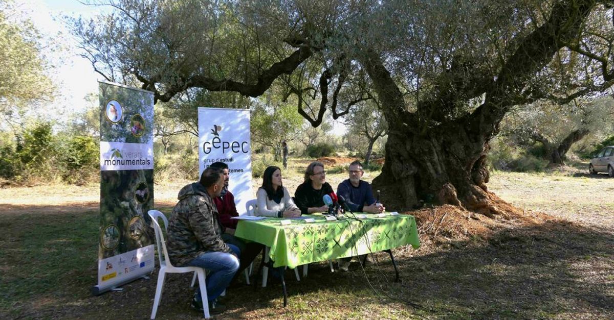 Sa�, l&rsquo;oli que salva les oliveres monumentals de les Terres de l&rsquo;Ebre | EbreActiu.cat, revista digital d&rsquo;oci actiu | Terres de l&rsquo;Ebre ...