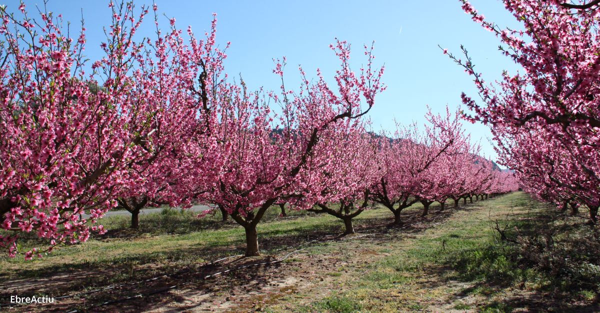 La Ribera en flor dona el tret de sortida a la temporada turstica de la Ribera dEbre