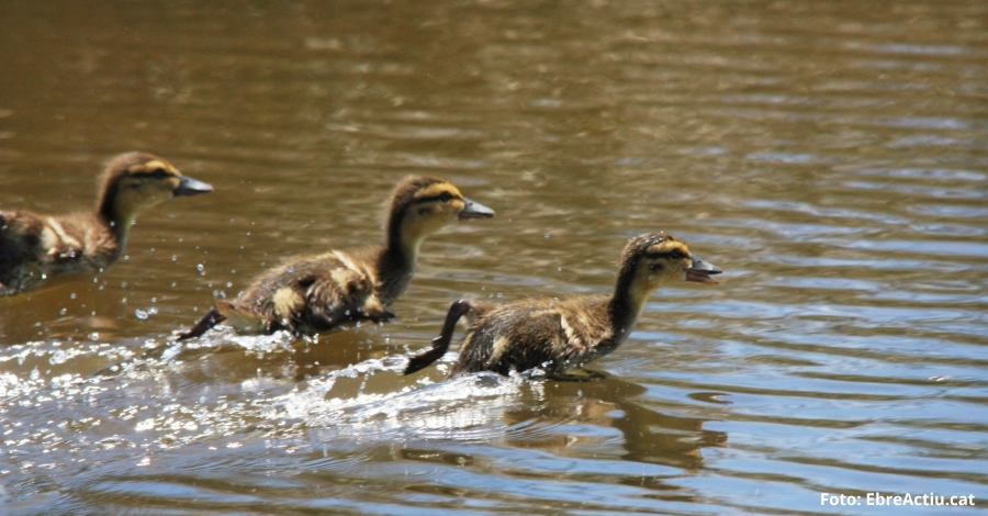El Parc Natural del Delta de l&rsquo;Ebre presenta l&rsquo;anuari ornitol�gic 2015 | EbreActiu.cat, revista digital d&rsquo;oci actiu | Terres de l&rsquo;Ebre ...