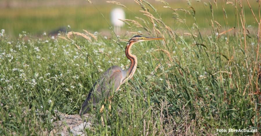 El Parc Natural del Delta de l’Ebre presenta l’anuari ornitolgic 2015 | EbreActiu.cat, revista digital d’oci actiu | Terres de l’Ebre ...