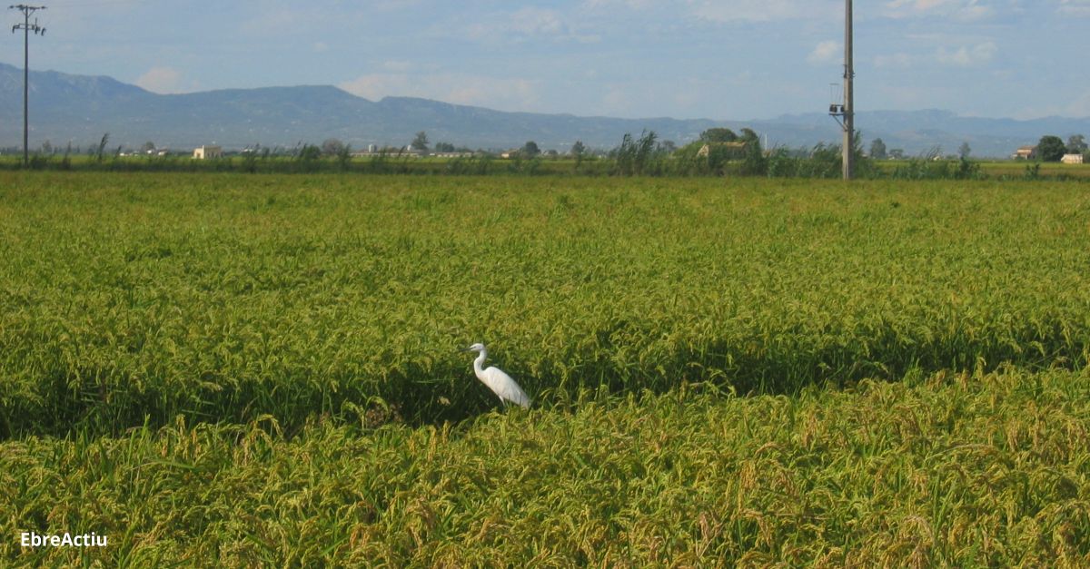 El sector arrosser catal presenta esmenes a la proposta de compromisos agroambientals d’aquest cultiu