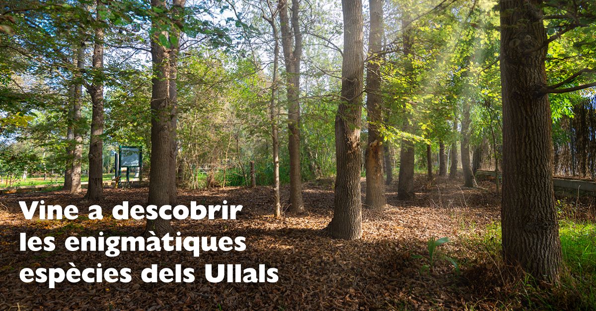 Vine a descobrir les enigm�tiques esp�cies dels Ullals