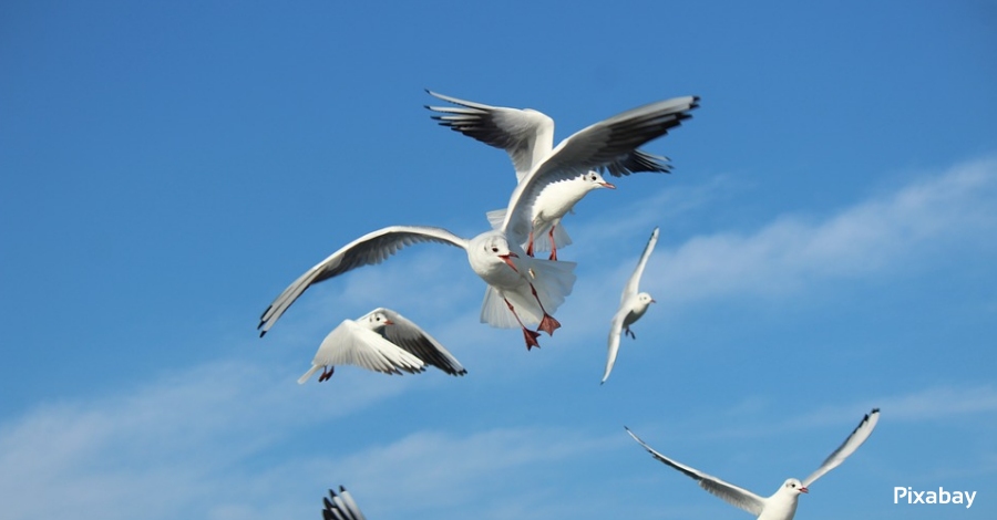 L�espectacle de les aus de mar endins