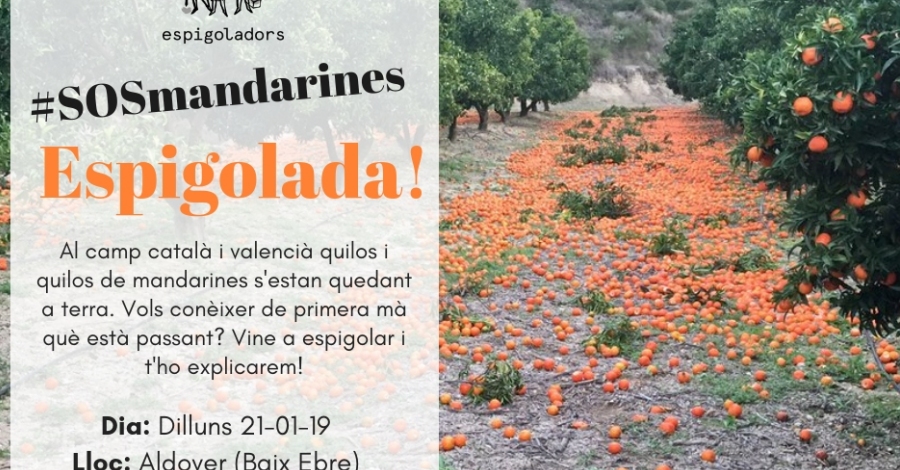 Espigolada. SOS Mandarinas Espigolada. SOS Mandarinas