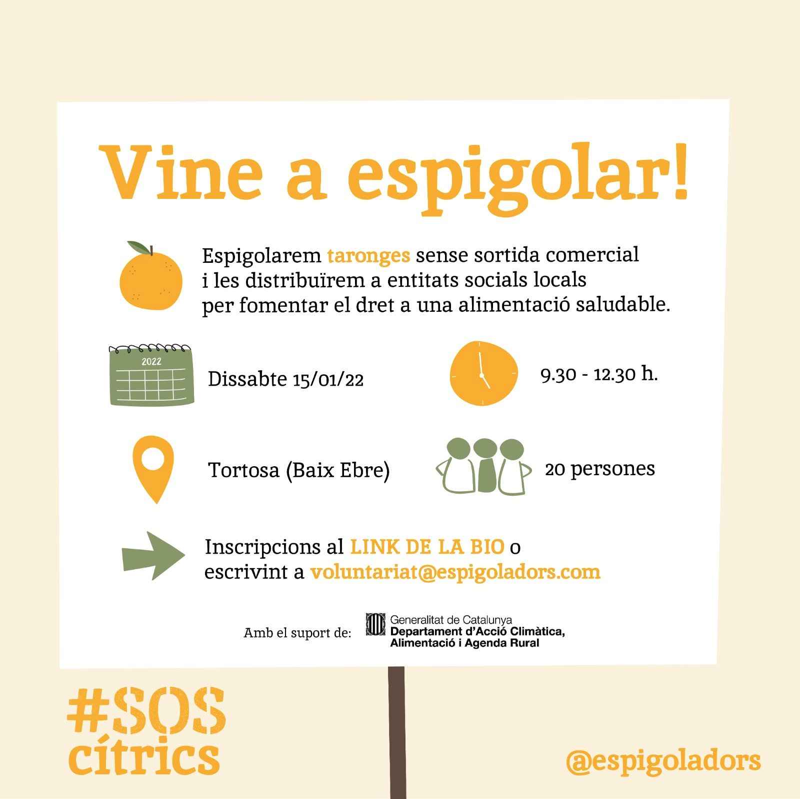 Espigolada de taronges a Tortosa Espigolada de taronges a Tortosa